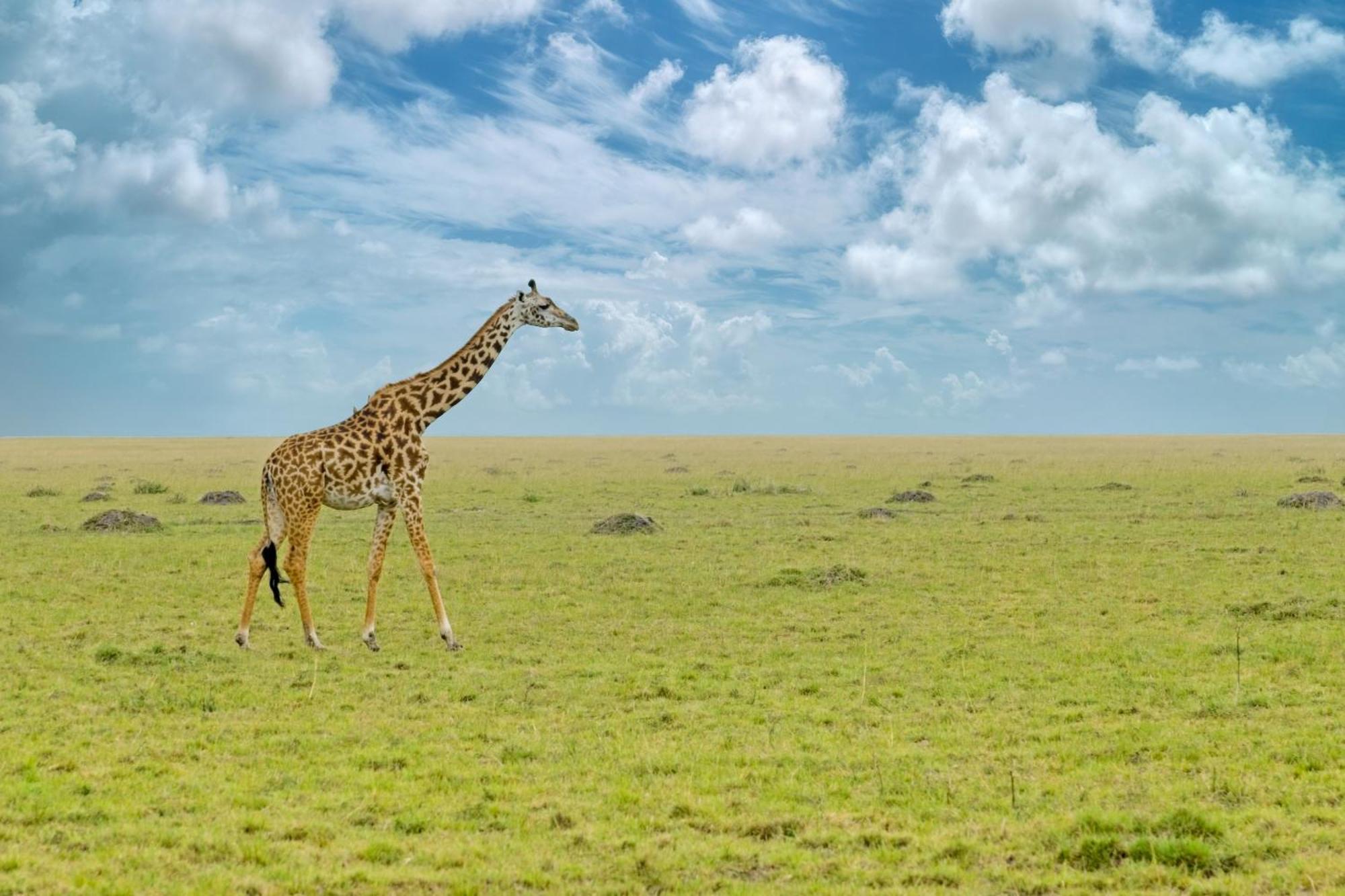 Muthu Keekorok Lodge, Maasai Mara, Narok Exterior photo