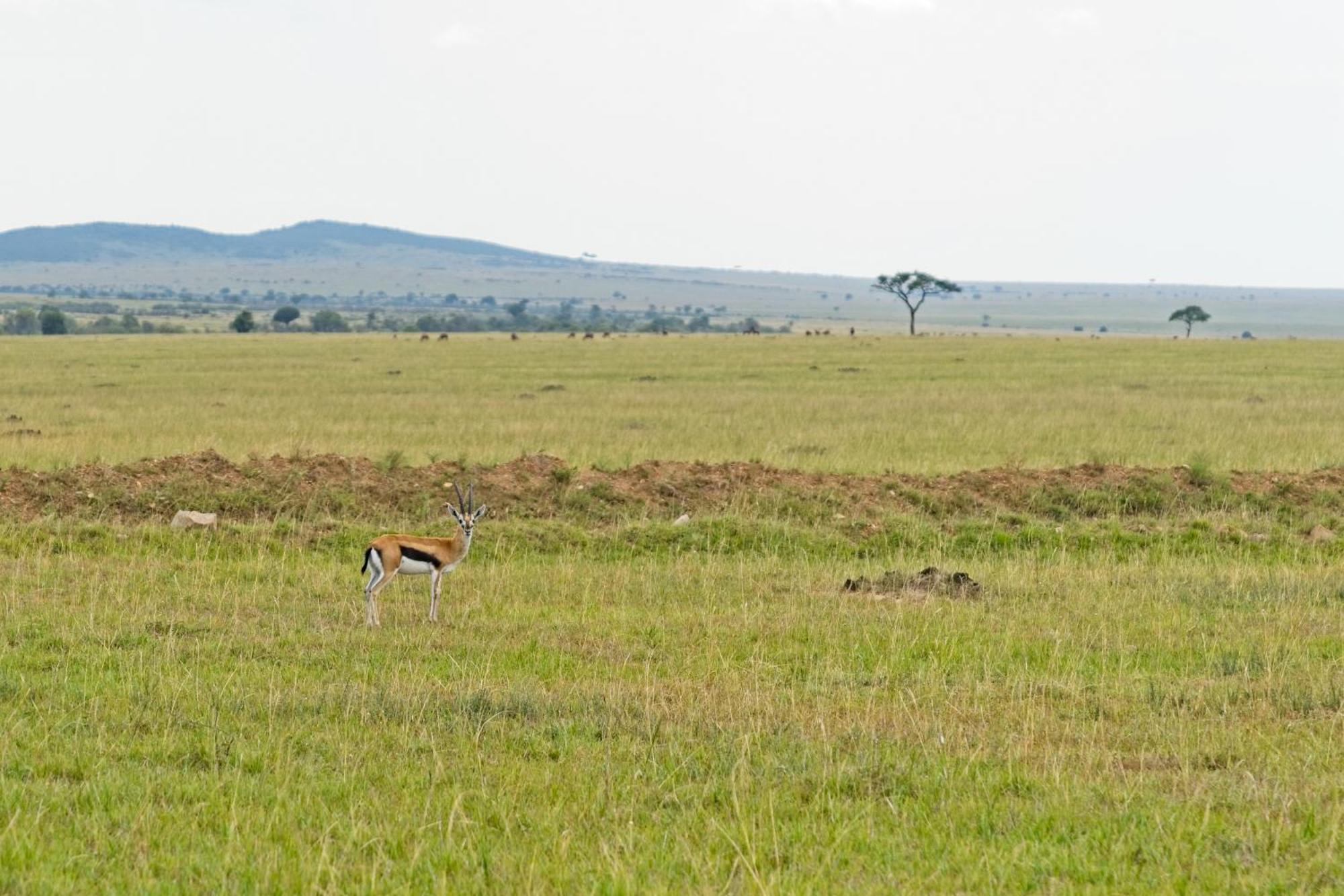 Muthu Keekorok Lodge, Maasai Mara, Narok Exterior photo