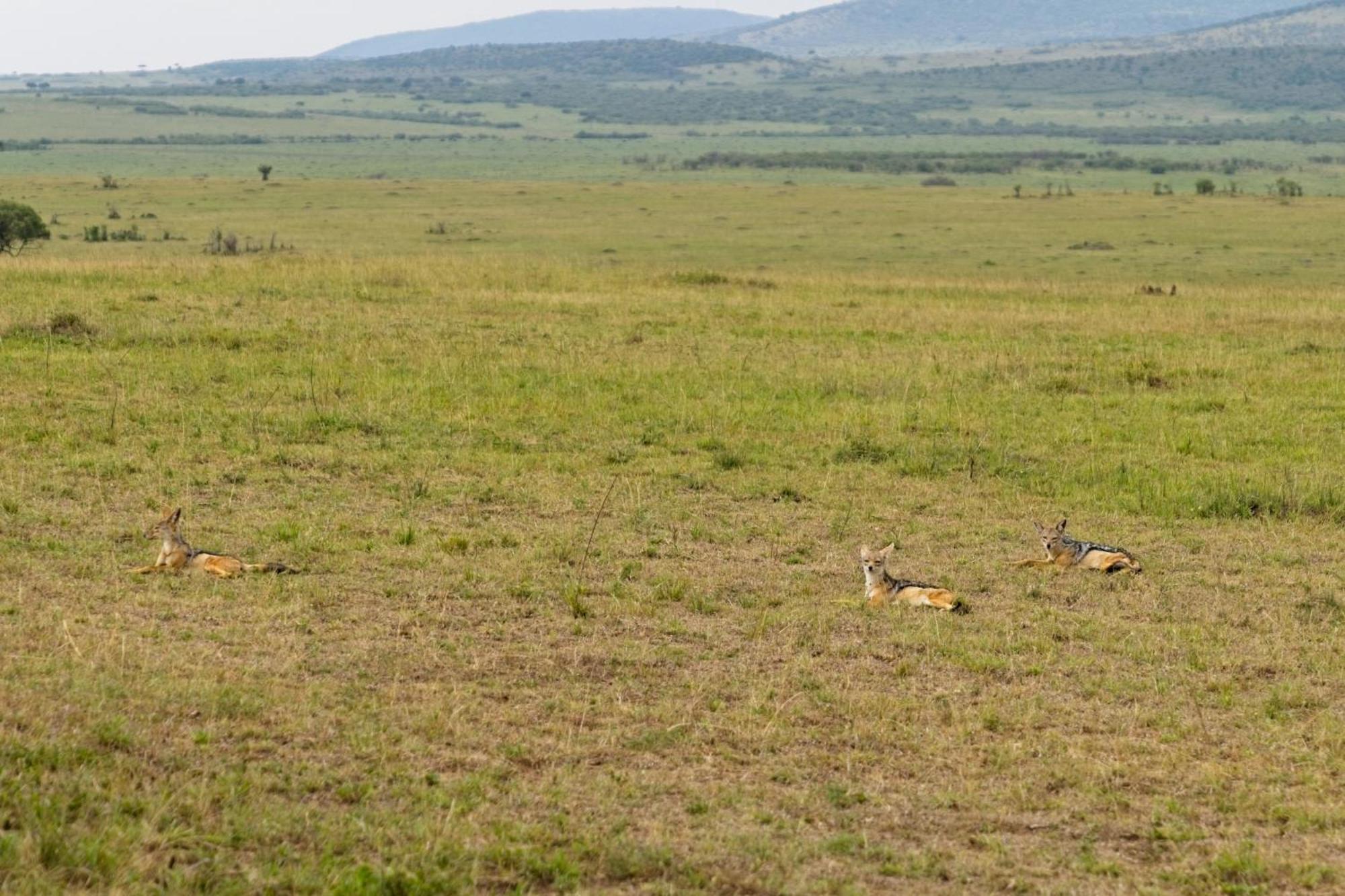 Muthu Keekorok Lodge, Maasai Mara, Narok Exterior photo